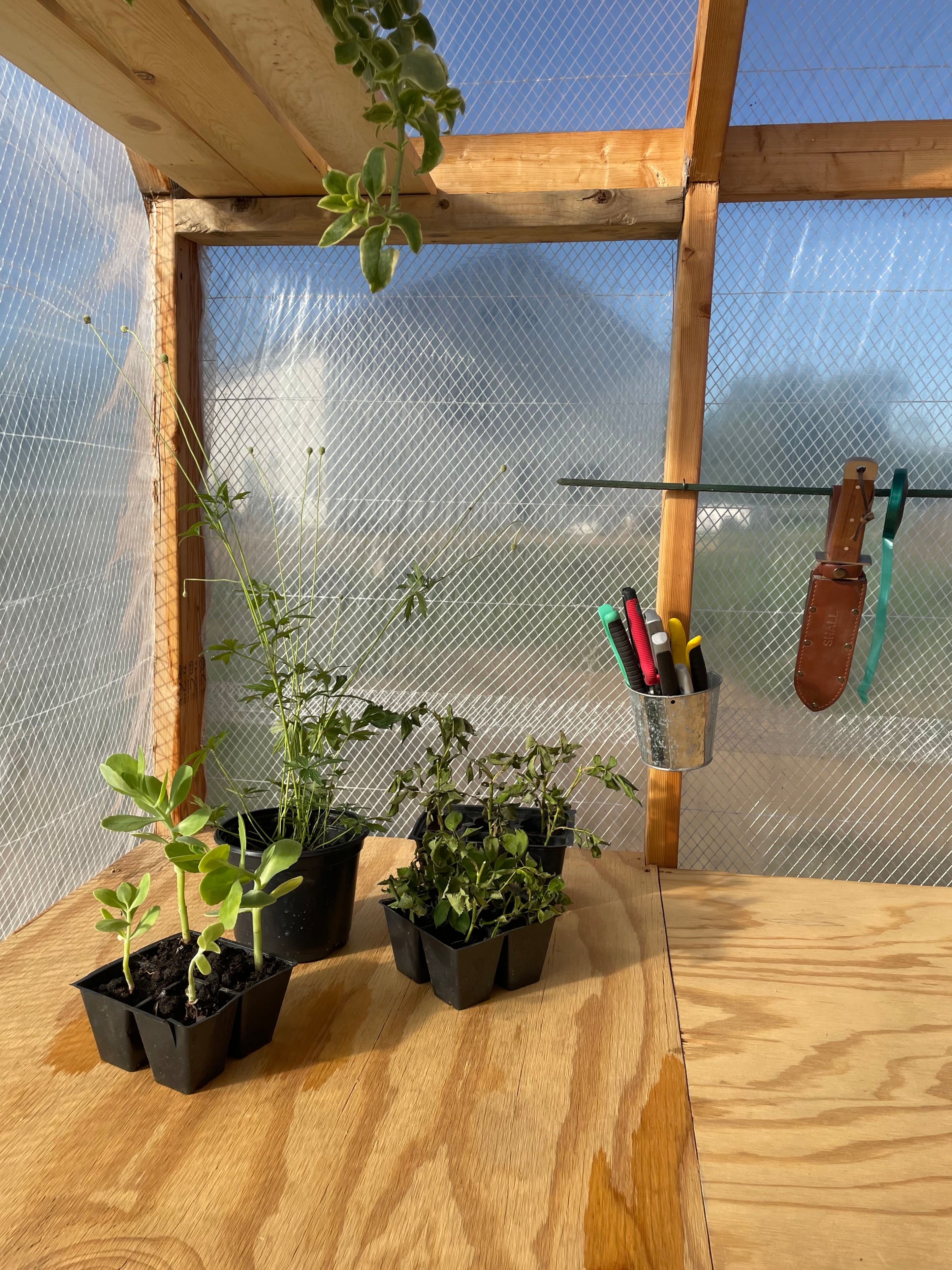 8x10 Skylight Backyard Greenhouse