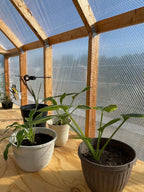 Potted plants inside a wooden greenhouse with a clear sky outside.