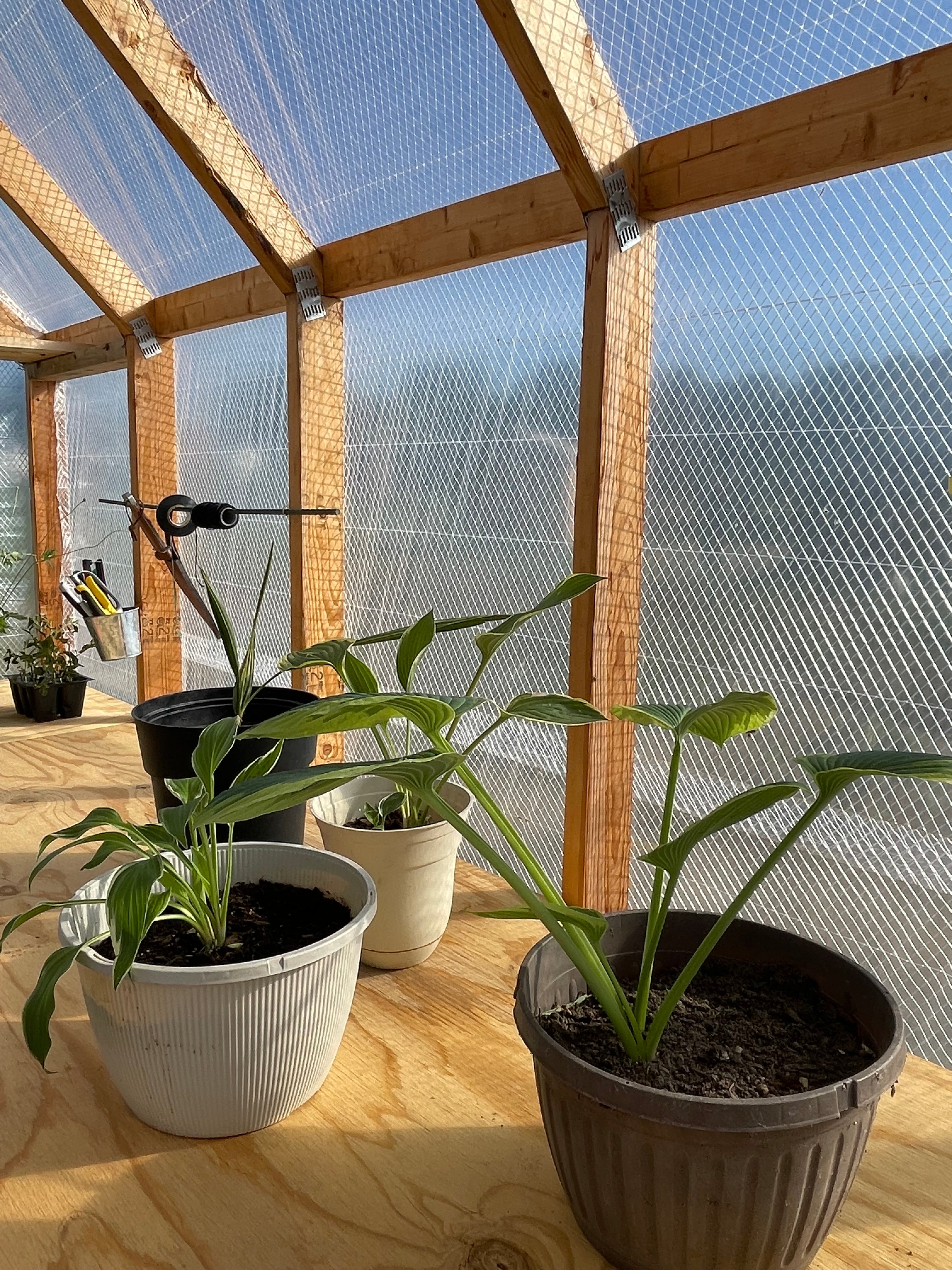 Potted plants inside a wooden greenhouse with a clear sky outside.