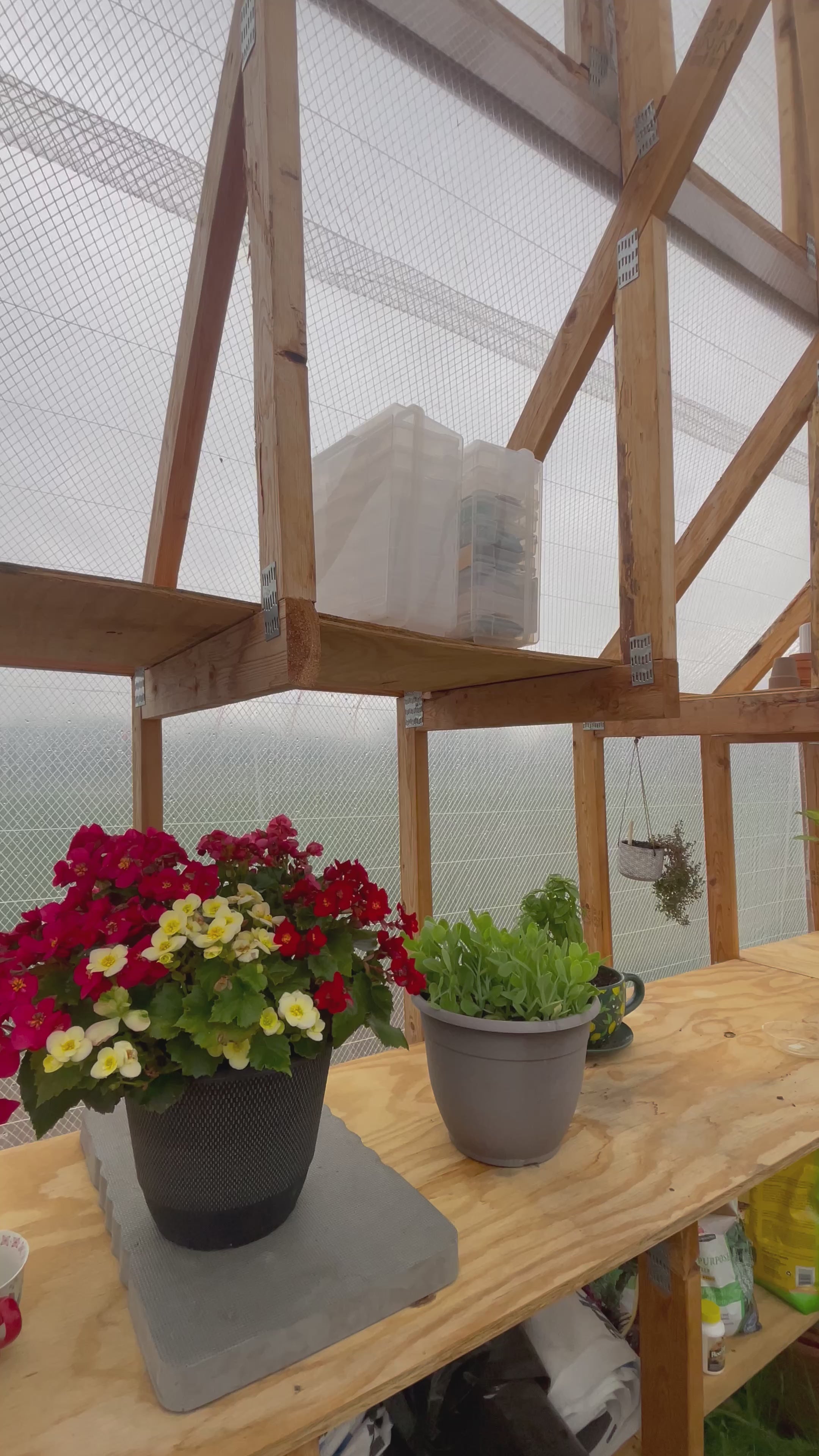8x10 Skylight Backyard Greenhouse